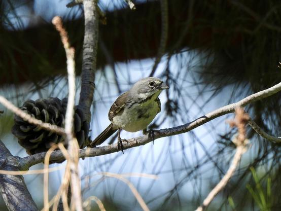 A small bird perches on a branch in a tranquil woodland setting, blending harmoniously with the natural surroundings.