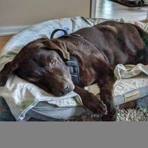 A chocolate lab is lying down on a bed.