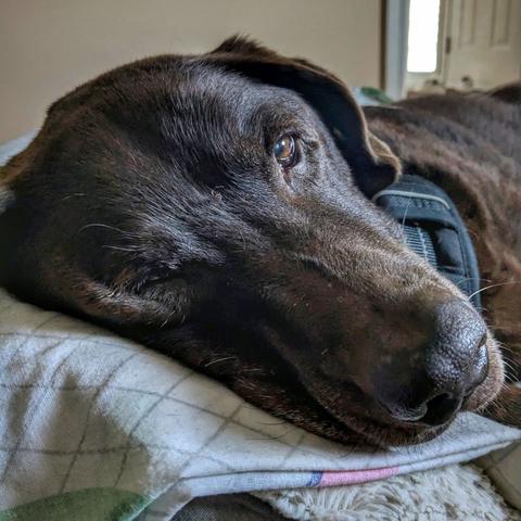 A chocolate lab is resting his head on a bed.