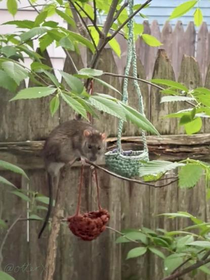 A small brown rat is perched on the thin branch of the elm sapling in front of the crocheted little birds’ peanut basket that hangs from the higher branch. He just turned this way and now looking at the cam. The fully leaved elm is in front of the weathered wooden fence.