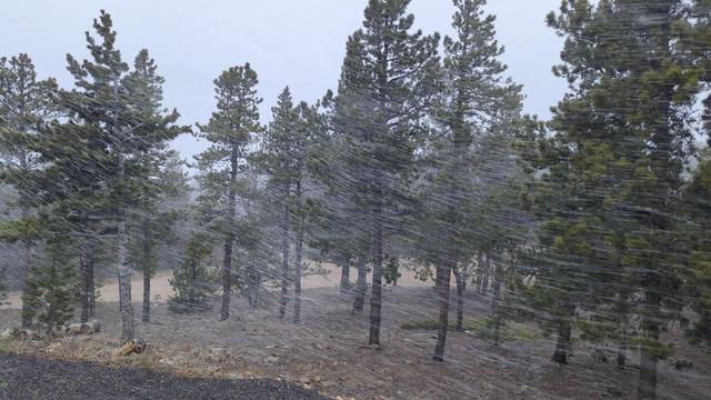 Pine trees in a mountain town. The wind ia blowing at speed, and carrying a fair bit of snow (to the point the picture looks almost "scratched" by the streaks of snow flying through the shot. The sky is cloudy and overcast, loaded with even more snow.

It is about 7:30pm on May 15th