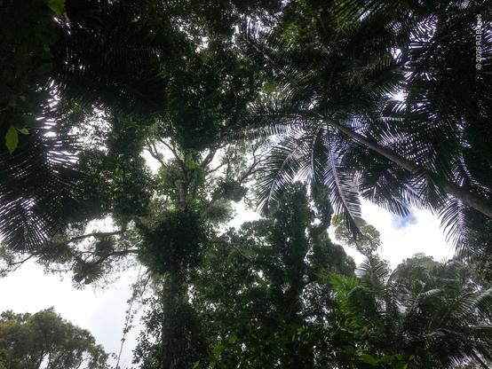 A lush rainforest canopy, looking straight up from the ground. Palms, epiphytes, vines, figs and other mature rainforest trees. There are a couple of breaks in the canopy, suggestive of fallen trees, since normally no sky goes to waste.
