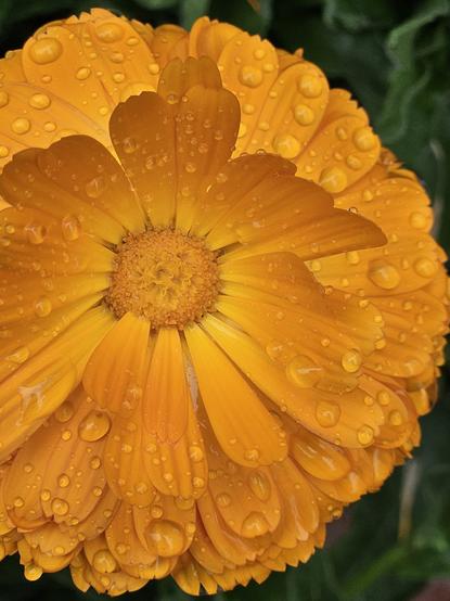 Closeup photo of a rain-kissed calendula blossom. Scads of delicate petals in varying shades of pale to deep orange.