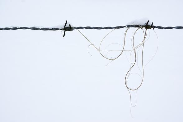 color photograph, landscape format. in the upper quarter across snow-covered barbed wire; between two spikes hangs curved animal hair in the lower three quarters in front of a white sky.
