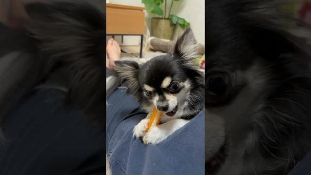 おもちゃを飼い主に持ってほしいチワワが可愛い　#ロングコートチワワ　#犬 #犬好きさんと繋がりたい #犬と猫どっちも飼ってると毎日たのしい #多頭飼い