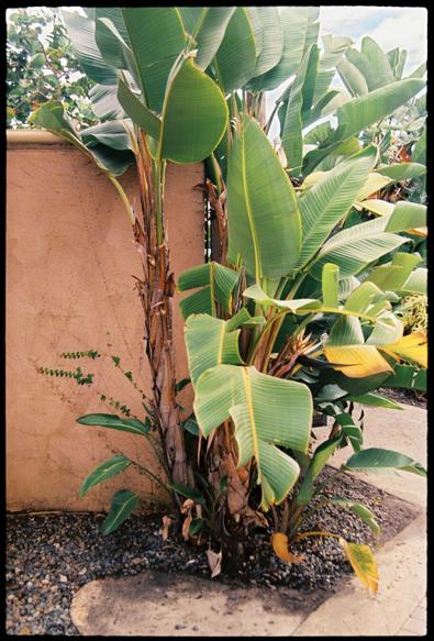 A tall and verdant plant with large leaves  grows in front of a terracotta-colored wall alongside a paved walking path.