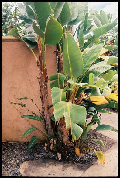 A tall and verdant plant with large leaves  grows in front of a terracotta-colored wall alongside a paved walking path.