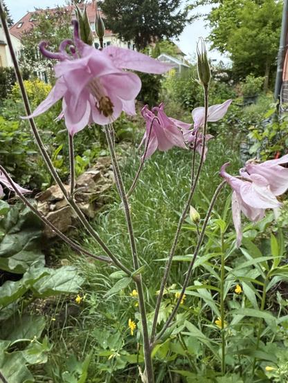 Rosa Akelei hinter dem Kräuterbeet, hohes Gras