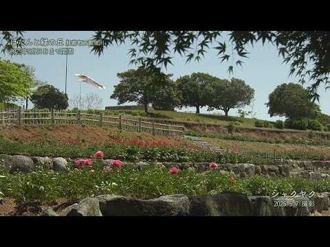 【佐賀県唐津市の風景：４K映像】ぼたんと緑の丘(令和7年5月7日撮影：肥前町万賀里川）