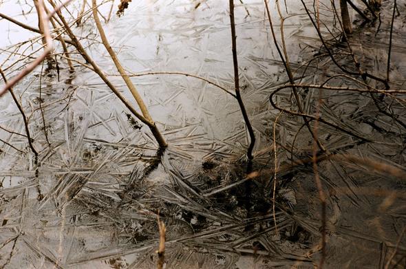 Colored photography of frozen water on a pond, with branches coming out of the water. The frozen water has feeding lines.
