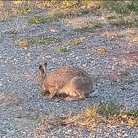 hare be sit on gravel, with snout down like ki be eating. is patches of grass around but not where hare sit.