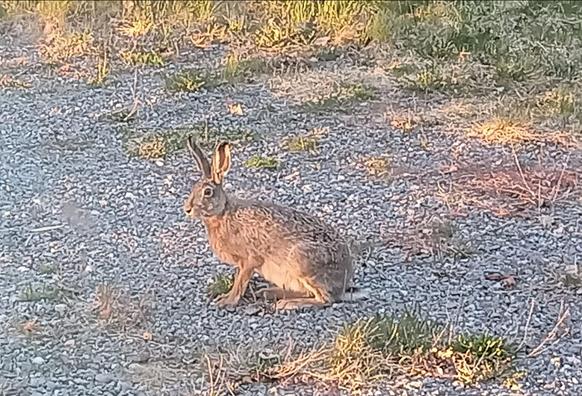 same hare sit in same spot on gravel, but now sit upright with head high, ears up, big brown eye alert. butt be on ground.