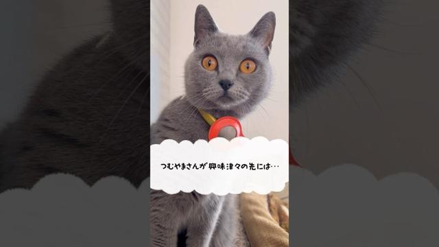 天国の階段のつむやま〜【シャルトリューつむやまの憧れの階段日記】 #ledzeppelin #猫 #ねこ #シャルトリュー #chartreux #天国の階段 #キャットタワー #レッドツェッペリン