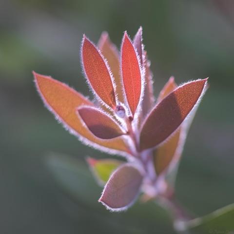 A flourish of new, red-brown leaf growth is backlit by a beam of sunlight, tiny hairs along the leaf edges glistening.  Blurry background in dark green tones.