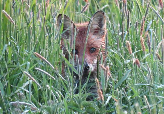 Eine Wiese mit Fuchsschwanzgras. Zwischen den hohen Gräsern schaut ein Fuchs aufmerksam in Richtung Kamera. Sein Fell ist vom laufen durch den Morgentau in der Wiese ganz nass.