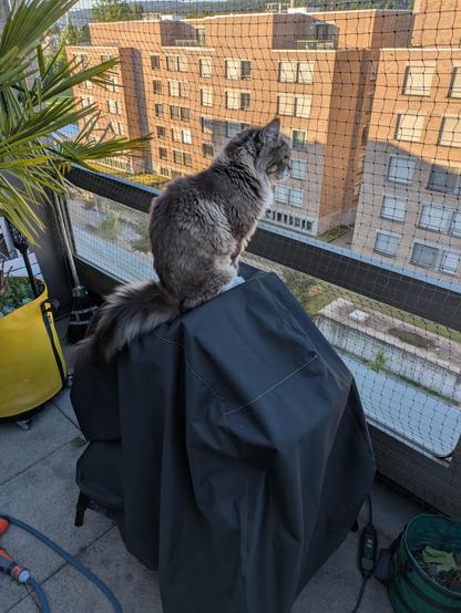 A black tabby with white Maine Coon cat sitting on top of covered grill looking out over the railing through a cat net with houses in the morning sun in the background