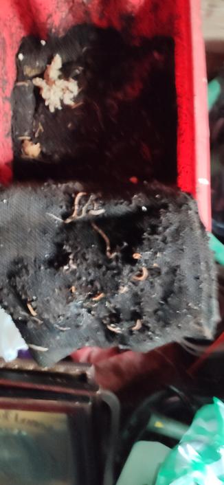 Picture of a domestic composting worm farm showing worms, compost, some porridge and the remains of an eggshell and    a mostly eaten by a human corn cob. The worm farm is contained in a salvaged red stacking box.