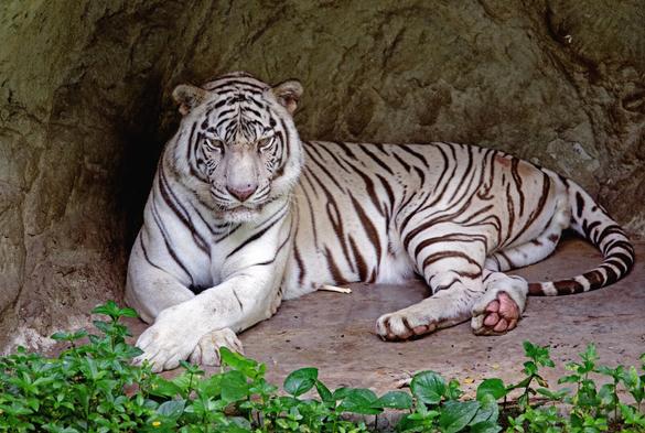 Photo shows a white tiger, meaning a tiger with black stripes on a white-ish/light beige coloured fur. It lays down on its right side, with its front bode upright and facing the photographer with its front large paws crossed in front of it. The back feet are stretched out to its left. Its eyes are focused on the photographer with a facial expression looking mixed annoyed and deeply contemplating something. It is in a half open hollow cave, with a brown, grey stonelike wall and floor. In front there are some large green leafed plants.