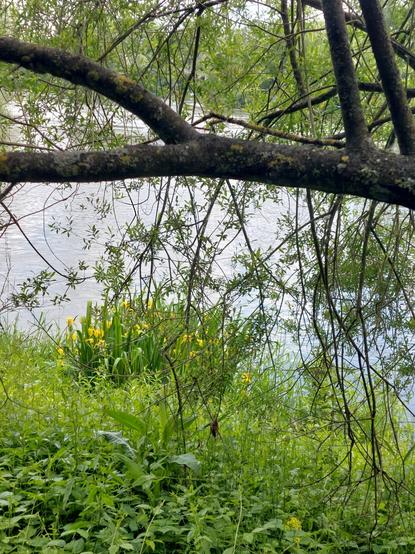 Paysage de Loire, verdure ambiante et une touffe d' iris des marais en bord du fleuve, à l' avant plan une barre de branche d' arbre traverse l'image