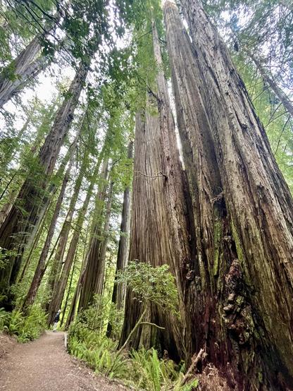 A tall grove of redwood trees with thick, textured trunks, surrounded by lush greenery and ferns. A winding path is visible, leading through the forest.