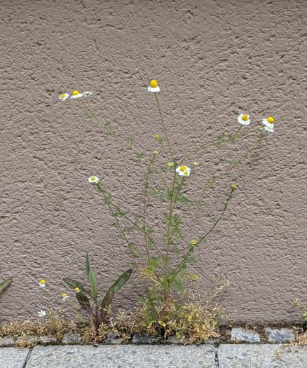 Zwischen Mauer und Gehweg wachsen mehrere Pflanzen. Die Kamille hat fedrige Blätter und mehrere weiß-gelbe Blüten.