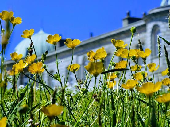 A low-angle shot shows a field of bright yellow buttercup flowers with green stems and leaves, set against a clear, deep blue sky and the pale stone facade of a building with a dome in the background.