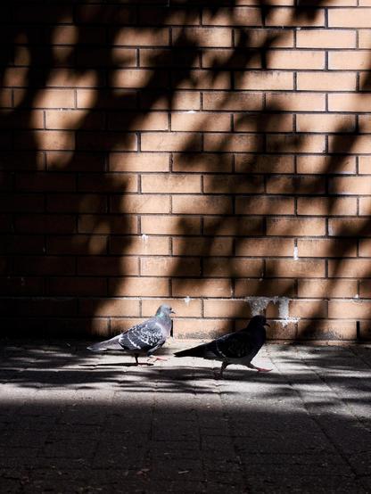 Two pigeons, the one in front in dark shadow and the one behind brightly lit, as they walk past a brick wall on which the leaves of nearby trees are casting lovely shadows that dance gently in the breeze