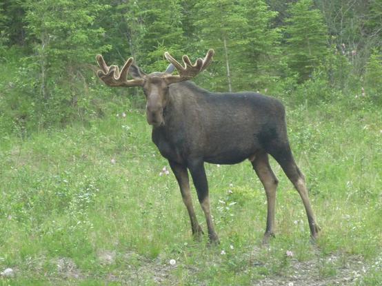 Ein Elch steht auf einer Wiese am Waldrand und beäugt die Fotografin