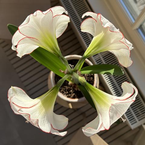 Four white flowers at 90 degrees to each other.