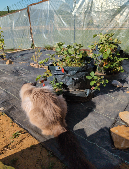 Un chat regarde des fraises mûrir.