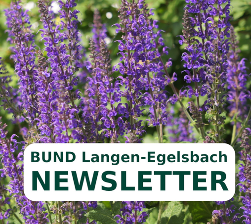 Steppensalbei mit unserer Ankündigung des aktuellen Newsletters