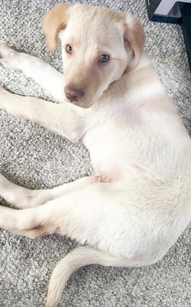 My purebred Labrador Retriever named Jake