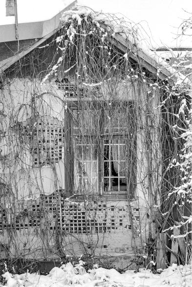 The image shows a black-and-white photograph of an old, abandoned building partially covered in snow. The structure appears to be in a state of decay: the wall is damaged and patched with a lattice of bricks, and the plaster is peeling off. Leafless vines have overtaken the building, hanging down over the roof, window, and walls, adding to the sense of abandonment. The window, which is central in the frame, has broken and reveals a glimpse of a curtain inside, suggesting it was once inhabited. Snow covers parts of the roof, vines, and the ground in front of the building, indicating it is winter. The overall mood is quiet, melancholic, and nostalgic