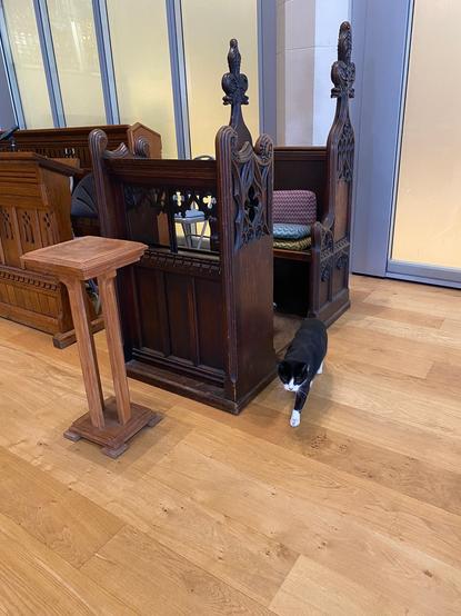 Black and white cat standing next to the Vicar’s stall