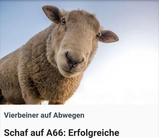 Bild vom Kopf eines Schafes
Untertitel "Vierbeiner auf Abwegen"
Überschrift:
"Schaf auf A66 (…)"