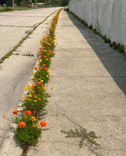 A long, straight sidewalk runs alongside a concrete wall, with vibrant orange and yellow marigolds growing in a perfect line from a narrow crack between the pavement slabs. The flowers were planted by kindergarten children who dropped seeds into the crack to see what would happen, resulting in an unexpectedly beautiful floral border that stretches far into the distance along the quiet street.
