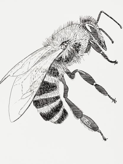 Ink drawing of a bee.