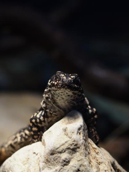 Brown-yellow lizard, with spots of the same color, sitting on the well-lit stone in the terrarium.
Lizard looking right to the camera.