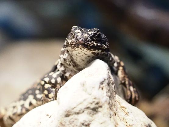 Brown-yellow lizard, with spots of the same color, sitting on the well-lit stone in the terrarium.
Lizard looking to the camera with the one (left) eye.
