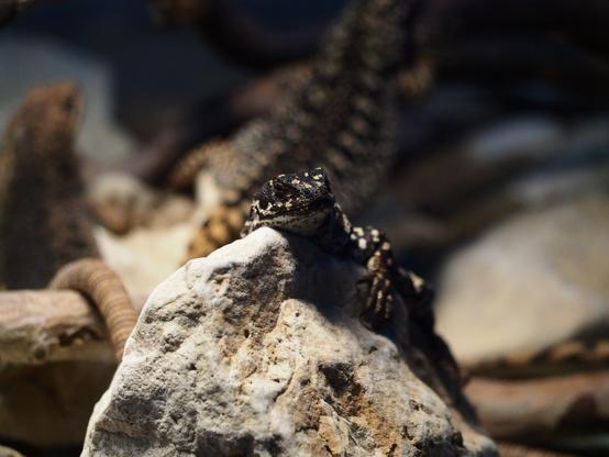 Brown-yellow lizard, with spots of the same color, sitting on the well-lit stone in the terrarium.
Lizard looking to the camera with the one (right) squinted eye.

There are more lizards of the same species on the blurred background