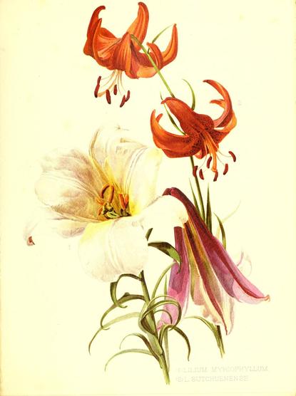A botanical illustration from "Flora and Sylva" (London, 1903-05) featuring two types of lilies. The foreground shows a large white lily with broad petals and prominent orange stamens, labeled "Lilium Myriophyllum." Behind it, a cluster of deep orange lilies with recurved petals and speckled throats, labeled "Lilium Sutchuenense," hang from a single green stem. Both flowers have slender green leaves surrounding their stems, presented against a plain light background for clear detail.