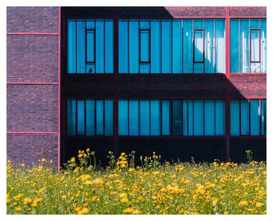 Ein Gebäude mit einer Kombination aus rotem Backstein und großen, blauen Fenstern dominiert die linke Bildhälfte. Vor dem Gebäude erstreckt sich ein farbenfrohes Feld mit gelben Wildblumen, das die Szenerie auflockert. Das Licht des Tages wirft Schatten auf die Wand und verstärkt den Kontrast zwischen der Architektur und der Natur. Die ruhige Umgebung schafft eine harmonische Verbindung zwischen Mensch und Natur.