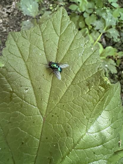 A shiny green fly on a leaf