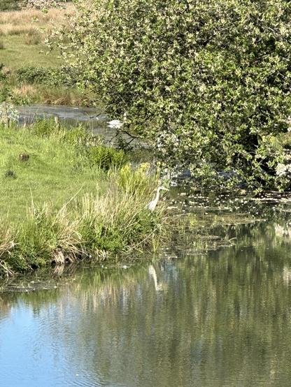 A grey heron on the side of an old mill lodge lined with trees, a swan is swimming further down the lodge