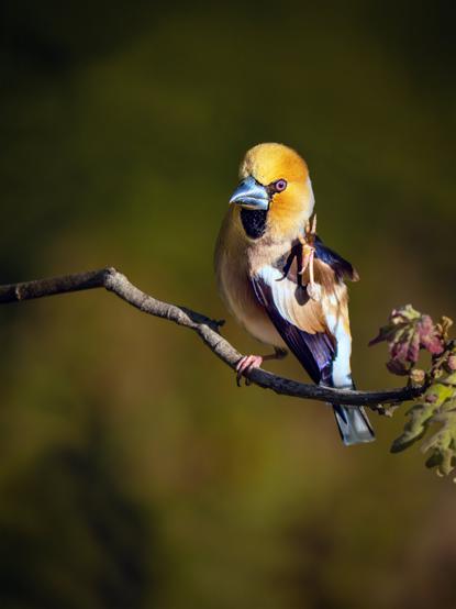 𝗣𝗶𝗰𝘁𝘂𝗿𝗲 𝗗𝗲𝘀𝗰𝗿𝗶𝗽𝘁𝗶𝗼𝗻 (𝗘𝗻𝗴): A hawfinch perched on an oak branch scratches its head with its left paw, its feathers ruffled by something that startled it. The overall atmosphere of the picture is characteristic of dawn, with very low, golden light illuminating the bird from the side.

𝗗𝗲𝘀𝗰𝗿𝗶𝗽𝗰𝗶𝗼́𝗻 (𝗘𝘀𝗽): Un picogordo posado en la rama de un roble se rasca la cabeza con su pata izquierda mientras tiene las plumas de la cabeza erizadas por algo que le ha sobresaltado. El ambiente general de la fotografía es característico de un amanecer, con luz muy baja y dorada que ilumina de lado al ave.