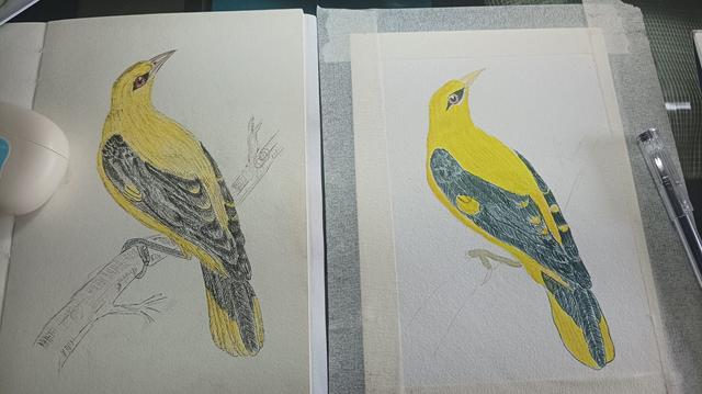 A coloured pencil and black pen work on the left 

Right is a wip of the same art but currently only has water color  

(A yellow bird with red eyes, black wings and tail feather, and perched on a branch)