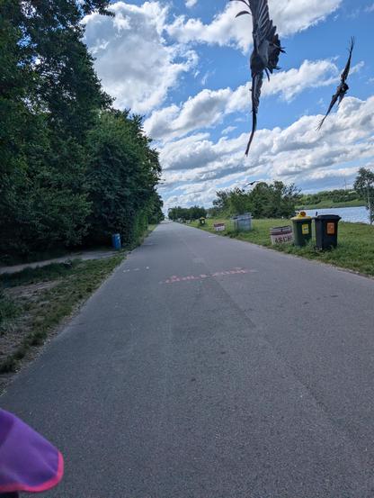 Foto nach hinten während des Radfahrens auf einer Straße neben Wiesen und Bäumen. Von oben rechts kommen zwei Krähen angeflogen, dir vordere komplett vertikal, nach links fliegend, die hintere fast ganz vertikal in der Kurve.