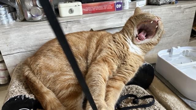 George the cat big yawn