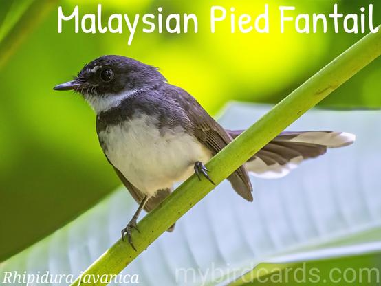 🌏 Malaysian pied fantail (Rhipidura javanica) 

The Malaysian pied fantail is a small, active bird, about 17-19.5 cm long, with dark grey to black upperparts, a white supercilium and throat, a narrow black breast band, and a whitish belly. Its most distinctive feature is its long, broad tail, which it often fans out. This fantail is widely distributed across Southeast Asia, including Brunei, Cambodia, Indonesia, Laos, Malaysia, Myanmar, Philippines, Singapore, Thailand, and Vietnam, typically in lowland forests, scrub, parks, and agricultural areas, often near water. The Malaysian pied fantail is an insectivorous bird, catching prey on the wing with agile, aerobatic flights, frequently fanning its tail. They often join mixed-species feeding flocks and may follow mammals to catch disturbed insects. 

Conservation status: Least Concern (IUCN 3.1)

📷: Photo by Erik_Karits via Pixabay https://pixabay.com/photos/oriental-magpie-robin-4831043/

WXTE
