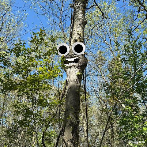 A photo focusing on one tall tree trunk in the middle of many leafy trees on a sunny day with a blue sky beyond. The trunk had a bulge half way up, with a cavernous hole. I have, inevitably, added googly eyes above and teeth into the hole. It is an excellent tree.